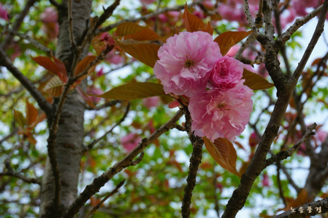 DSC06345.jpg