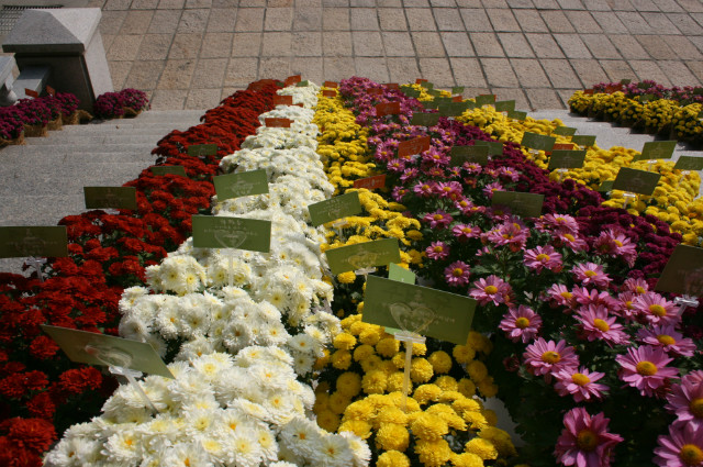 IMG_8612.JPG