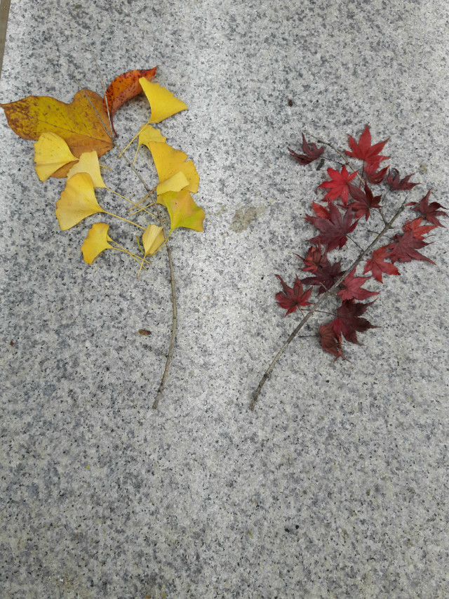 20171105_090501.jpg