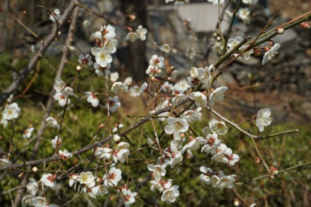DSC03580.JPG