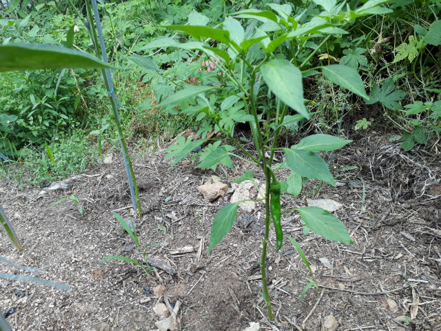 KakaoTalk_20190618_153217360.jpg