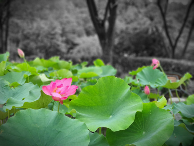 연꽃.jpg