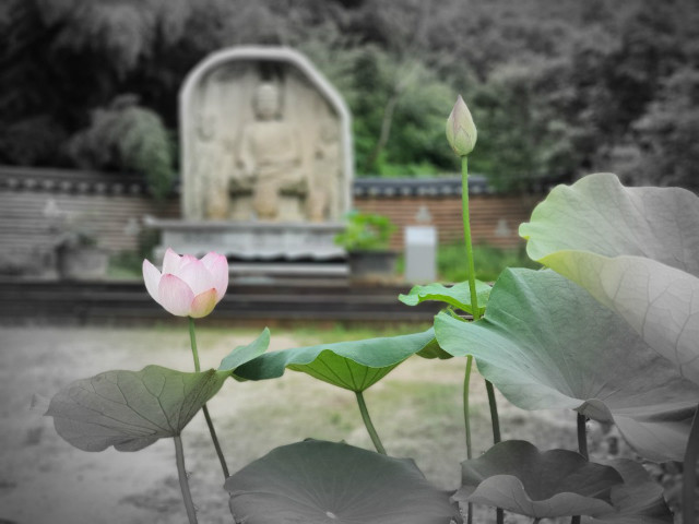 연꽃4.jpg