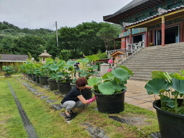 연꽃5.jpg