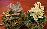 IMG_7601.JPG