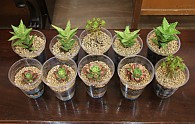 IMG_8772.JPG