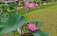 KakaoTalk_20200702_125225699.jpg