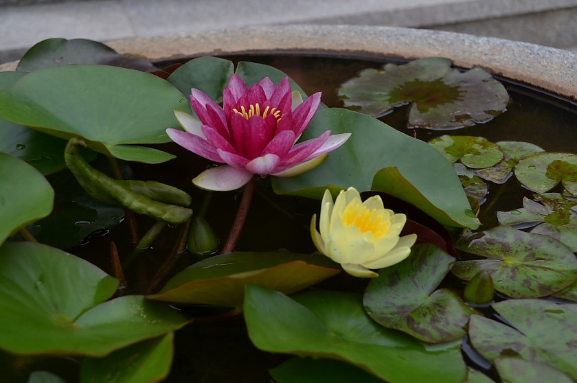 DSC_0081.JPG