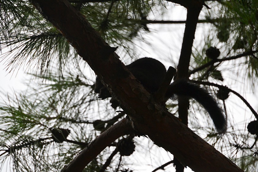 DSC_0245.jpg